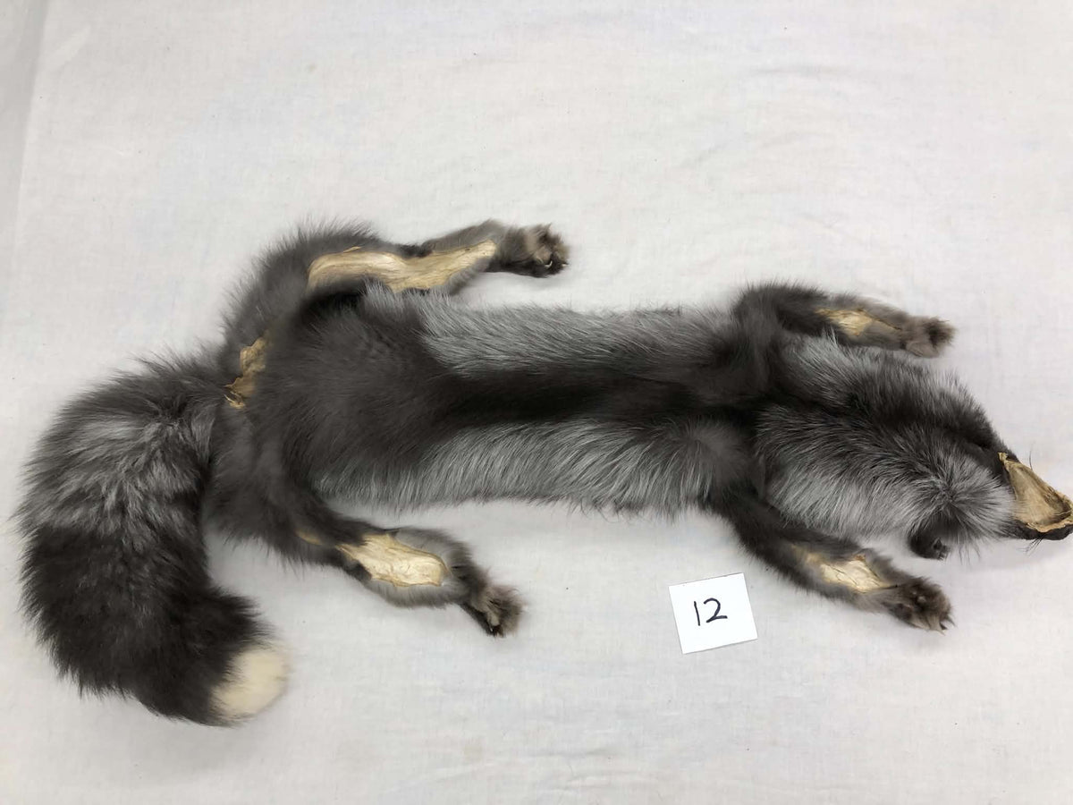 MADE TO ORDER DIY Pearl Fox Soft Mount Taxidermy Kit | Ready-to-Mount | Beginner Starter Kit for Soft or Traditional Taxidermy Kit ID #12