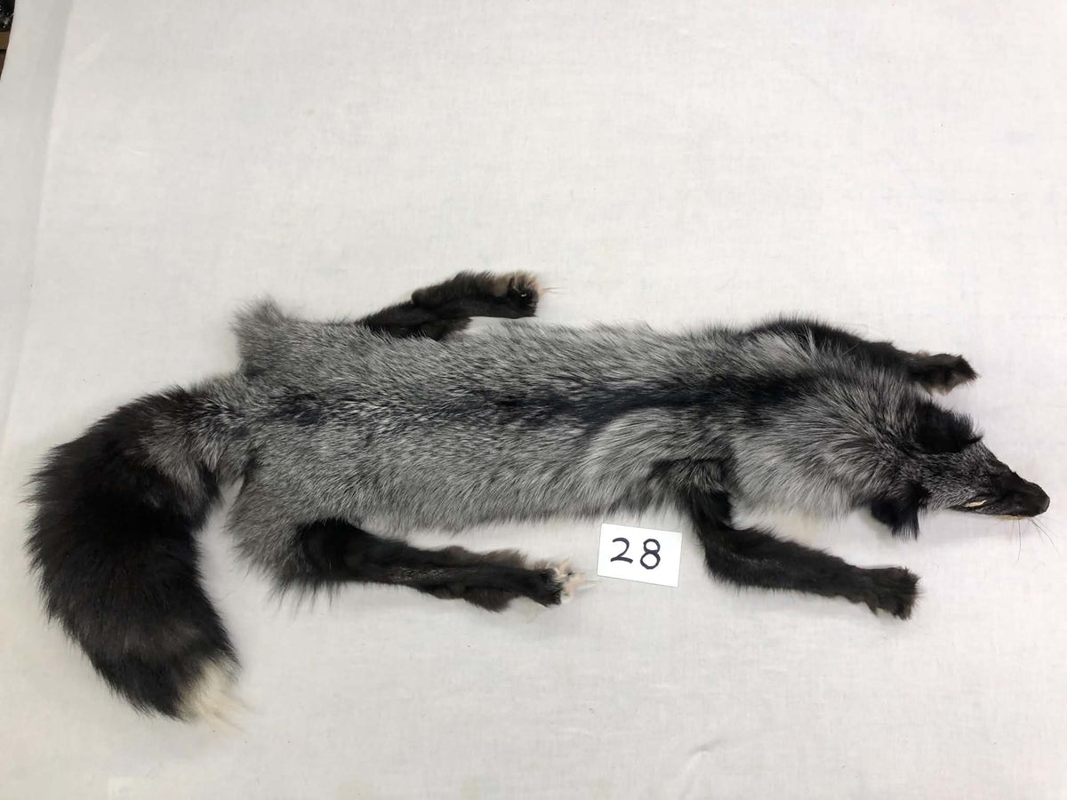 MADE TO ORDER DIY Silver Fox Soft Mount Taxidermy Kit | Ready-to-Mount | Beginner Starter Kit for Soft or Traditional Taxidermy Kit ID #28