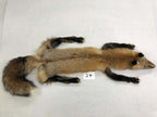 MADE TO ORDER DIY Gold Fox Soft Mount Taxidermy Kit | Ready-to-Mount | Beginner Starter Kit for Soft or Traditional Taxidermy Kit ID #24