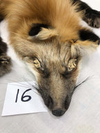 MADE TO ORDER DIY Gold Fox Soft Mount Taxidermy Kit | Ready-to-Mount | Beginner Starter Kit for Soft or Traditional Taxidermy Kit ID #16