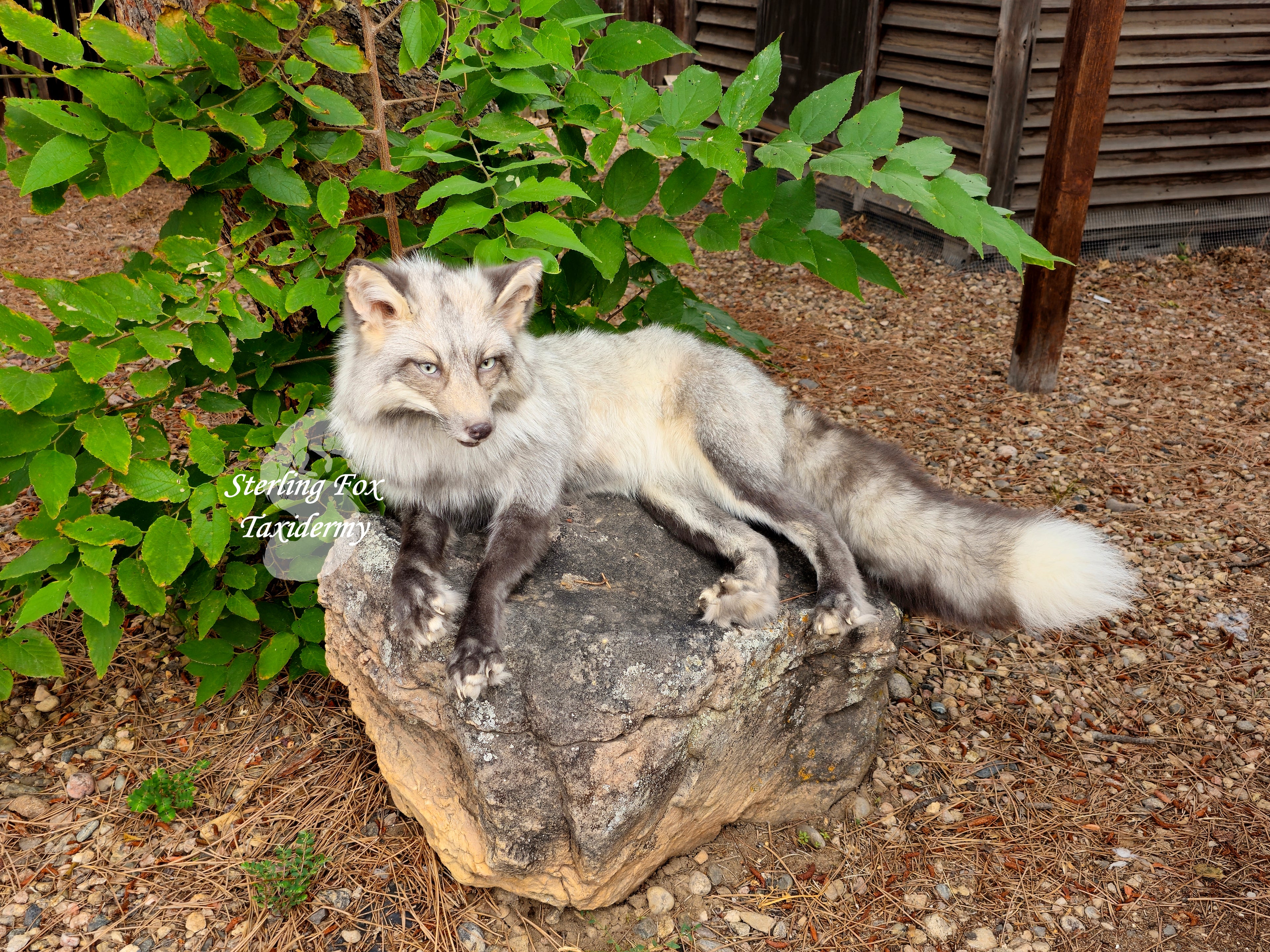 Moonglow Soft mount Taxidermy Fox - Reserved for Leesa Wood