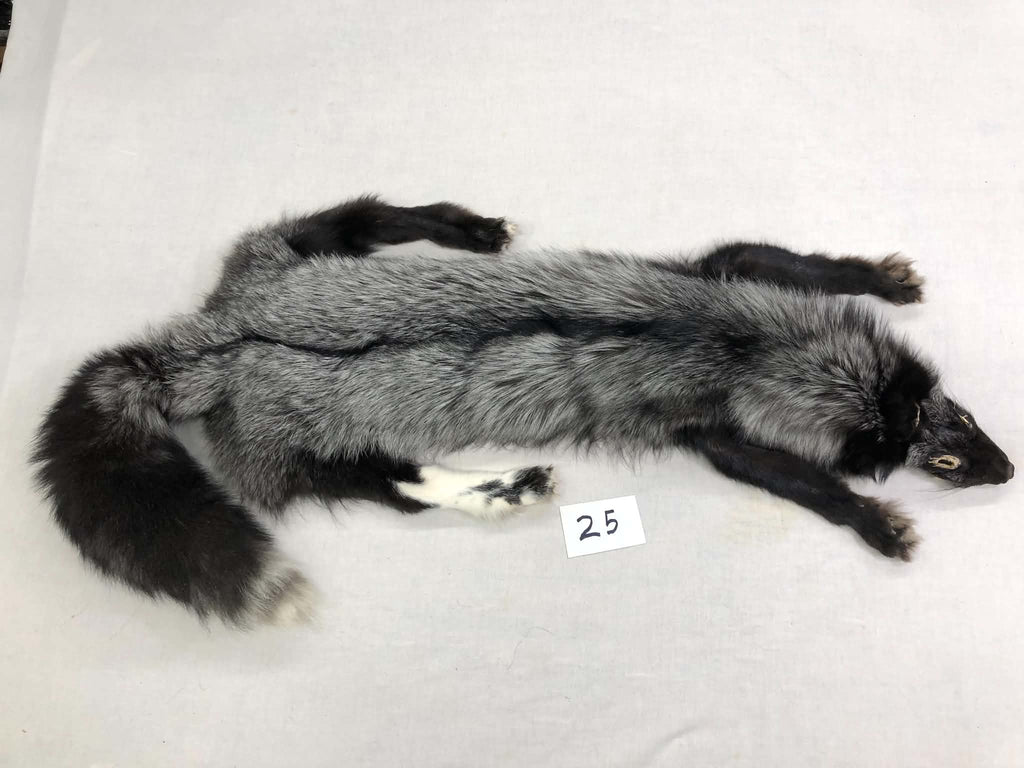MADE TO ORDER DIY Silver Fox Soft Mount Taxidermy Kit | Ready-to-Mount | Beginner Starter Kit for Soft or Traditional Taxidermy Kit ID #25
