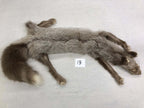 MADE TO ORDER DIY Amber Fox Soft Mount Taxidermy Kit | Ready-to-Mount | Beginner Starter Kit for Soft or Traditional Taxidermy Kit ID #13