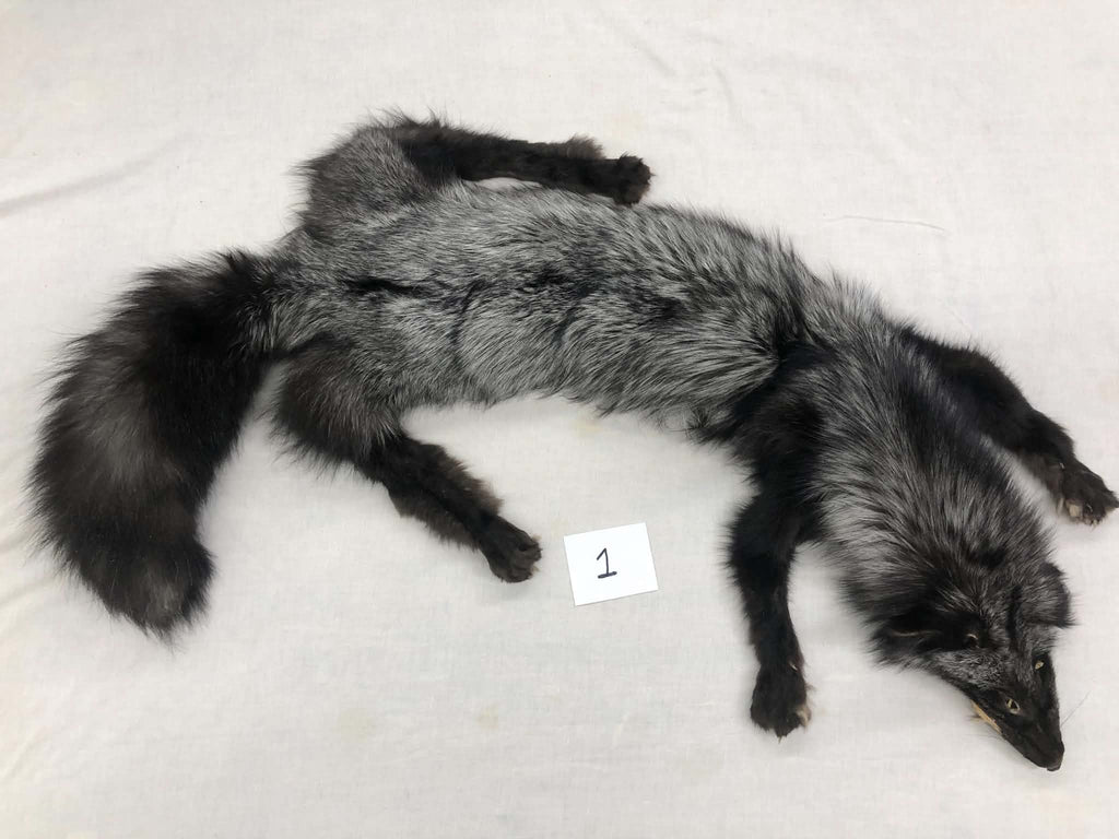 MADE TO ORDER DIY Silver Fox Soft Mount Taxidermy Kit | Ready-to-Mount | Beginner Starter Kit for Soft or Traditional Taxidermy Kit ID #1