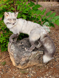 Moonglow Soft mount Taxidermy Fox - Reserved for Leesa Wood