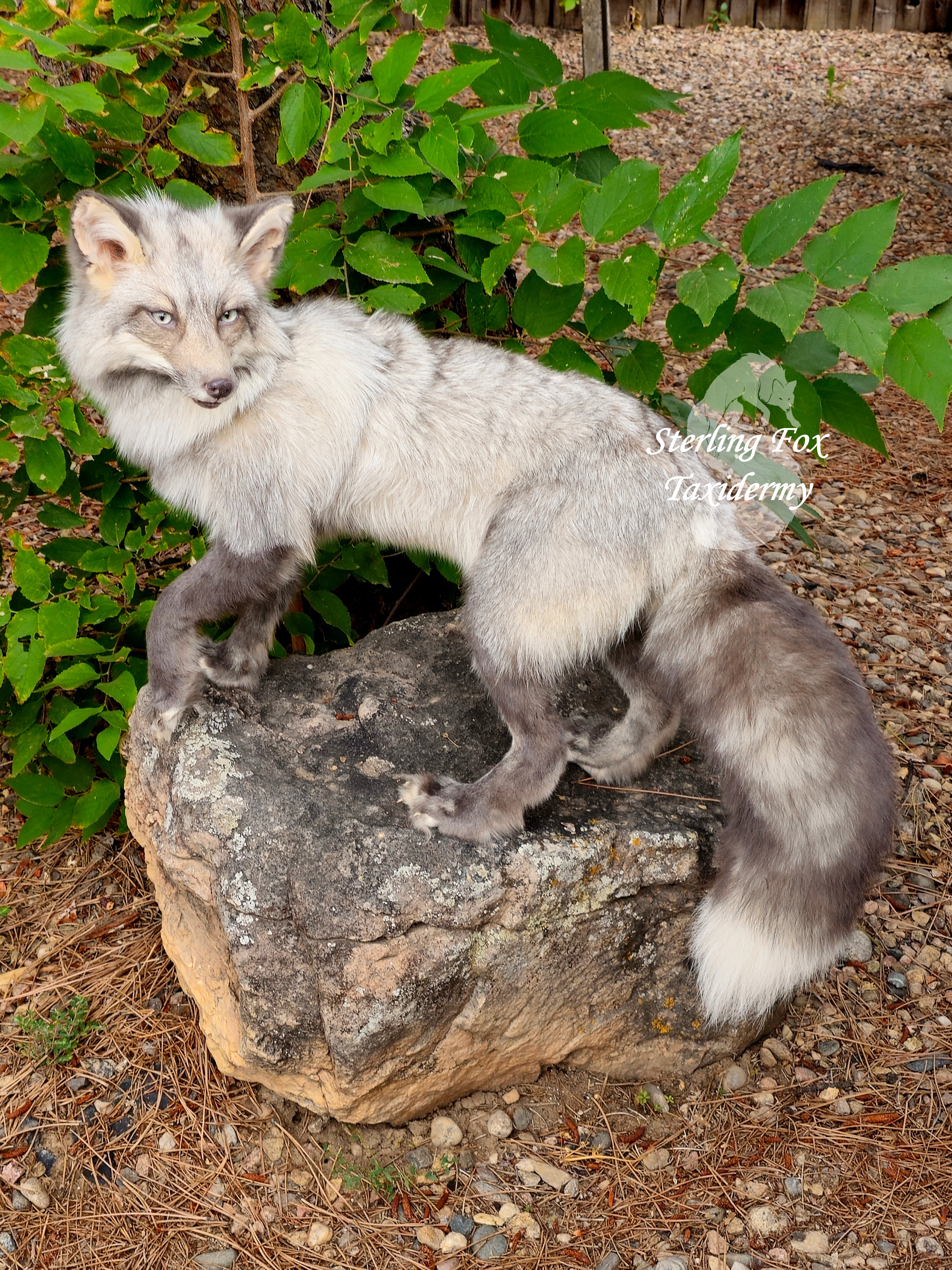 Moonglow Soft mount Taxidermy Fox - Reserved for Leesa Wood