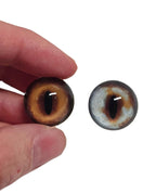 Dark Brown and Blue Fox Heterochromia Eyes HC5 - Handmade Glass Taxidermy Eyes