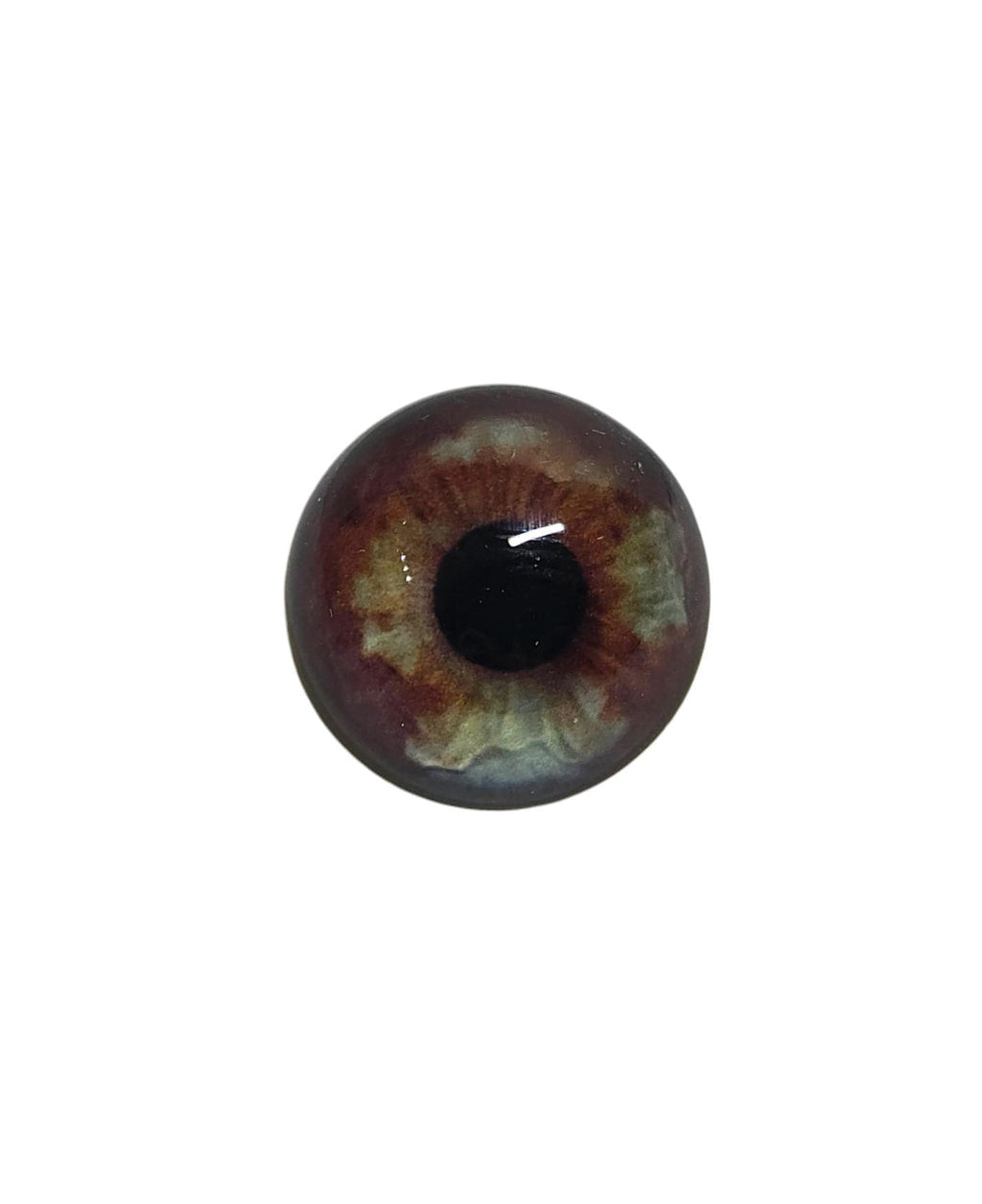Brown and Grey Blue Dog Heterochromia Eyes HC3 - Handmade Glass Taxidermy Eyes