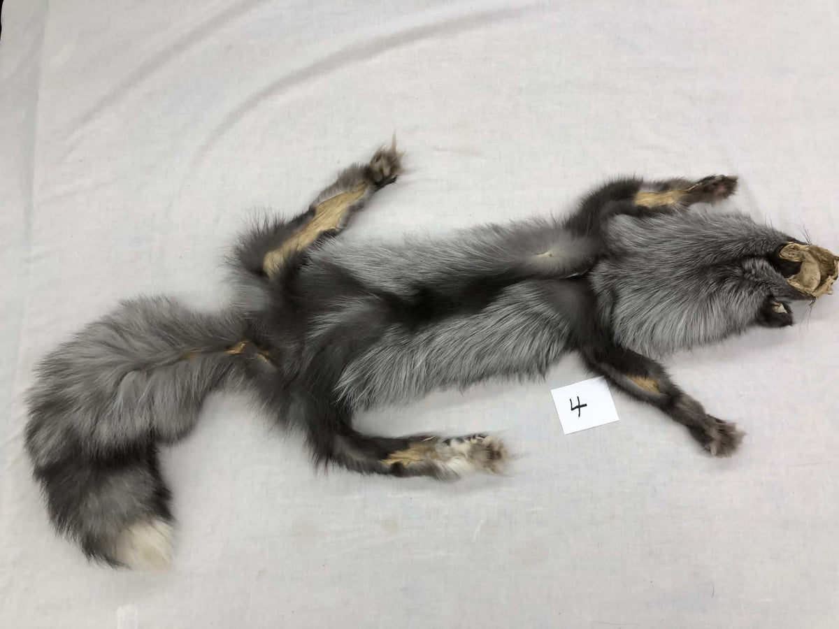MADE TO ORDER DIY Pearl Fox Soft Mount Taxidermy Kit | Ready-to-Mount | Beginner Starter Kit for Soft or Traditional Taxidermy Kit ID #4