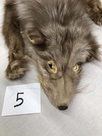MADE TO ORDER DIY Amber Fox Soft Mount Taxidermy Kit | Ready-to-Mount | Beginner Starter Kit for Soft or Traditional Taxidermy Kit ID #5