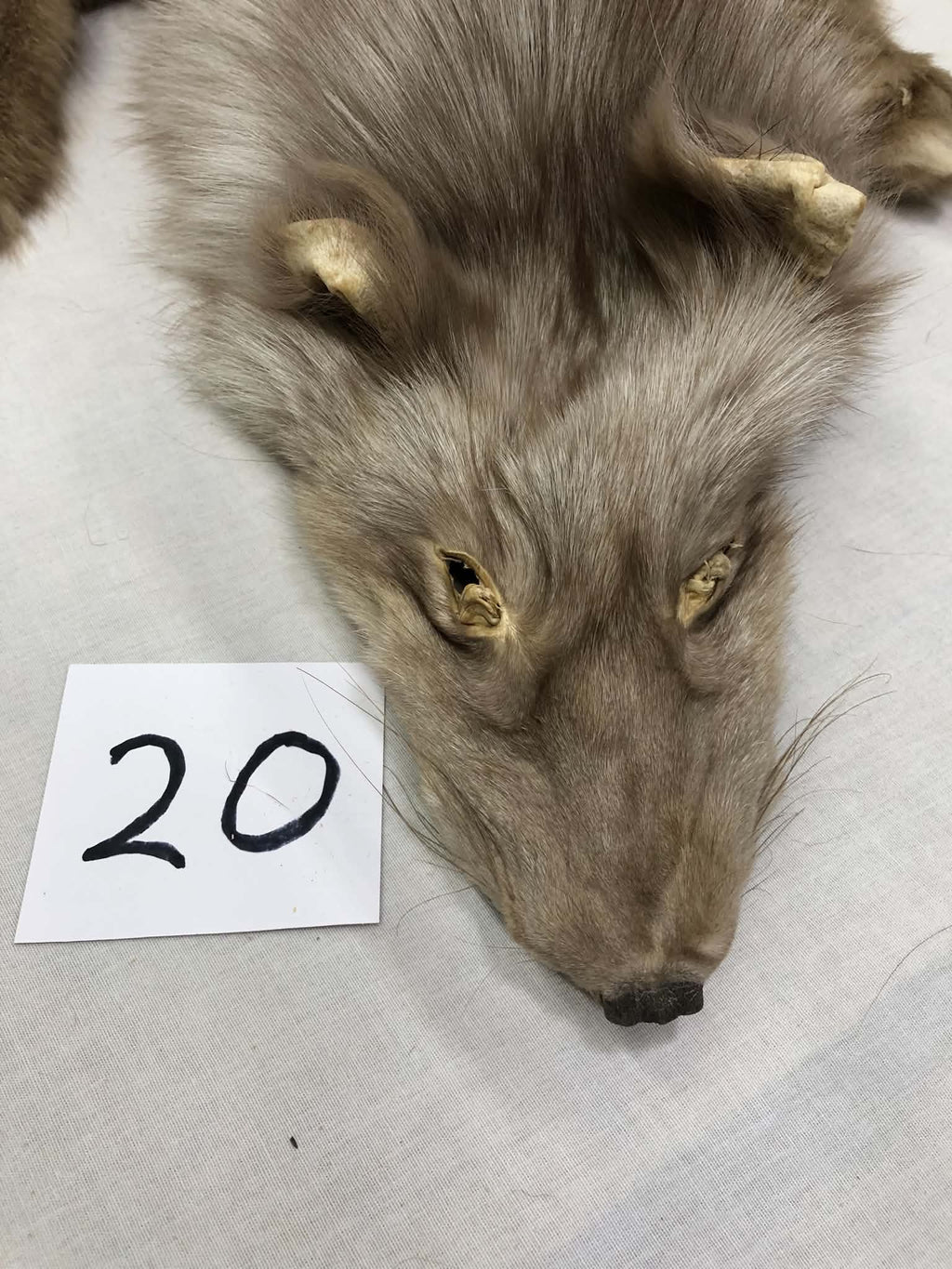 MADE TO ORDER DIY Amber Fox Soft Mount Taxidermy Kit | Ready-to-Mount | Beginner Starter Kit for Soft or Traditional Taxidermy Kit ID #20