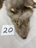 MADE TO ORDER DIY Amber Fox Soft Mount Taxidermy Kit | Ready-to-Mount | Beginner Starter Kit for Soft or Traditional Taxidermy Kit ID #20