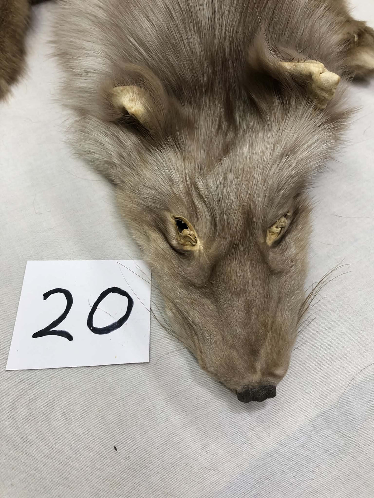 MADE TO ORDER DIY Amber Fox Soft Mount Taxidermy Kit | Ready-to-Mount | Beginner Starter Kit for Soft or Traditional Taxidermy Kit ID #20