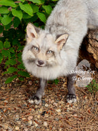 Moonglow Soft mount Taxidermy Fox - Reserved for Leesa Wood