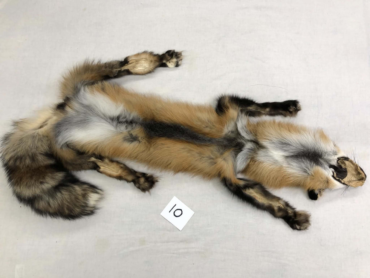 MADE TO ORDER DIY Gold Fox Soft Mount Taxidermy Kit | Ready-to-Mount | Beginner Starter Kit for Soft or Traditional Taxidermy Kit ID #10