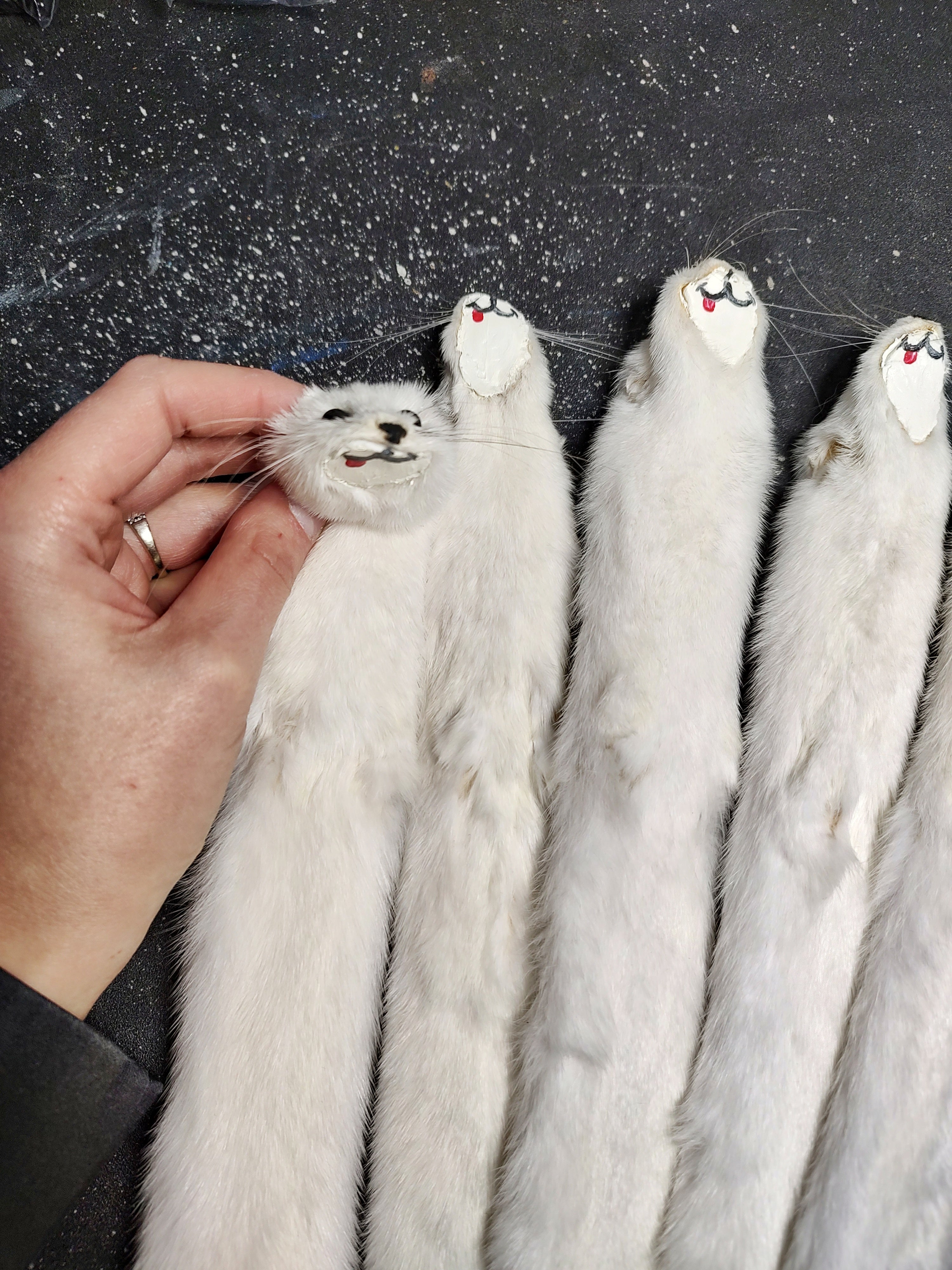 Weasel Slap Bracelet, Sherman the Ermine, White Ermine Slap Bracelet, Taxidermy Oddities Bracelet, Real Fur