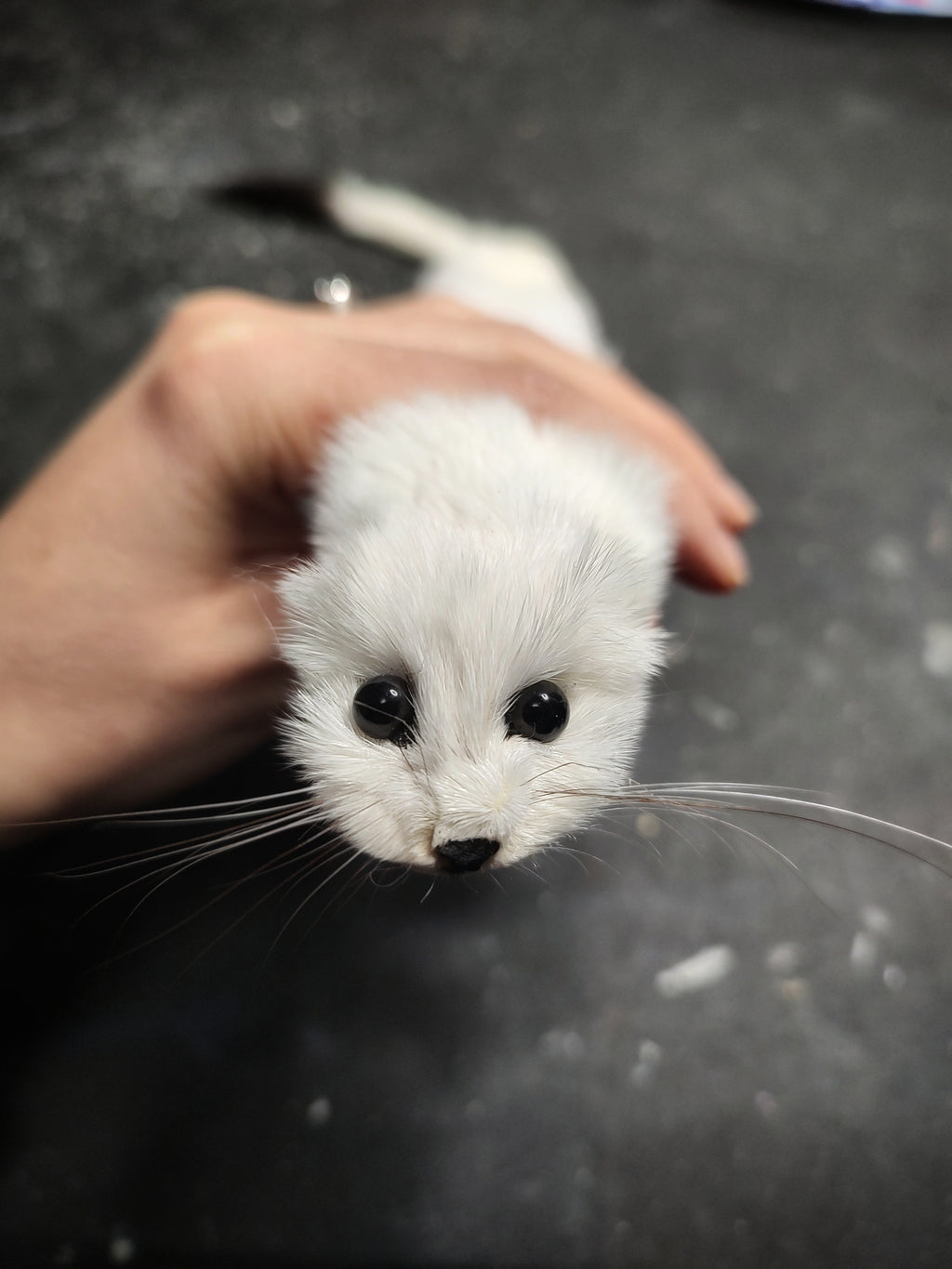 Weasel Slap Bracelet, Sherman the Ermine, White Ermine Slap Bracelet, Taxidermy Oddities Bracelet, Real Fur