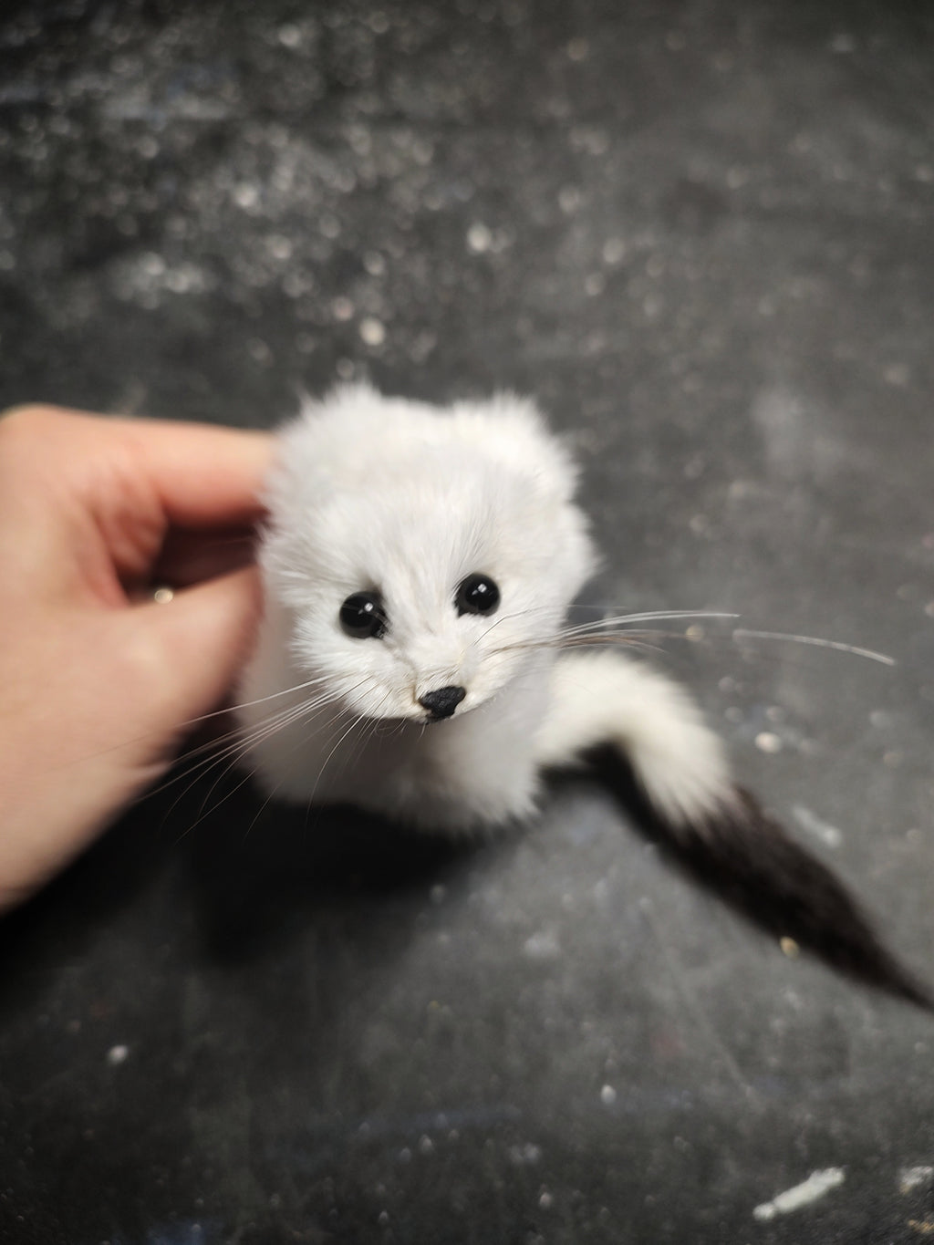 Weasel Slap Bracelet, Sherman the Ermine, White Ermine Slap Bracelet, Taxidermy Oddities Bracelet, Real Fur