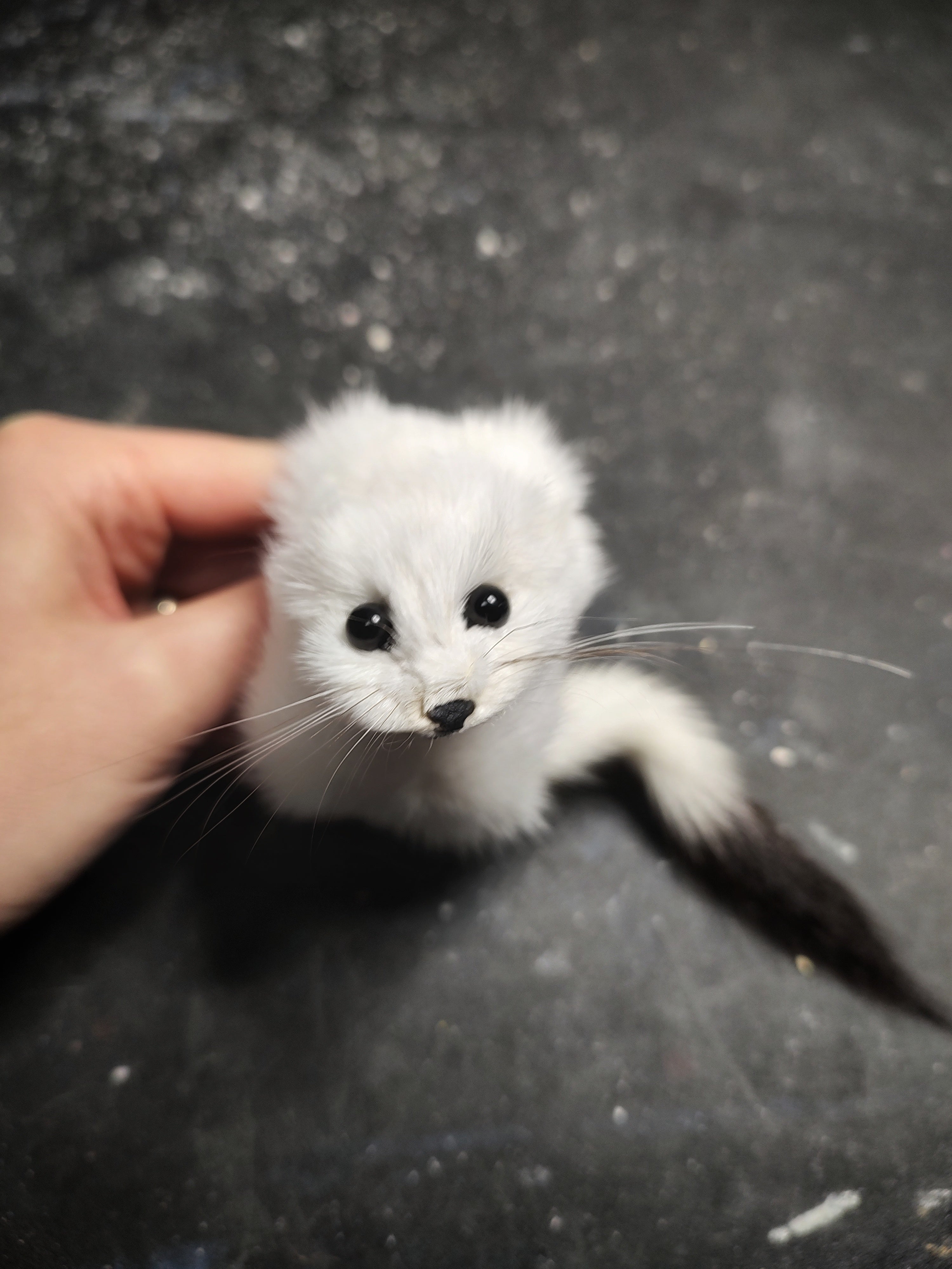 Weasel Slap Bracelet, Sherman the Ermine, White Ermine Slap Bracelet, Taxidermy Oddities Bracelet, Real Fur