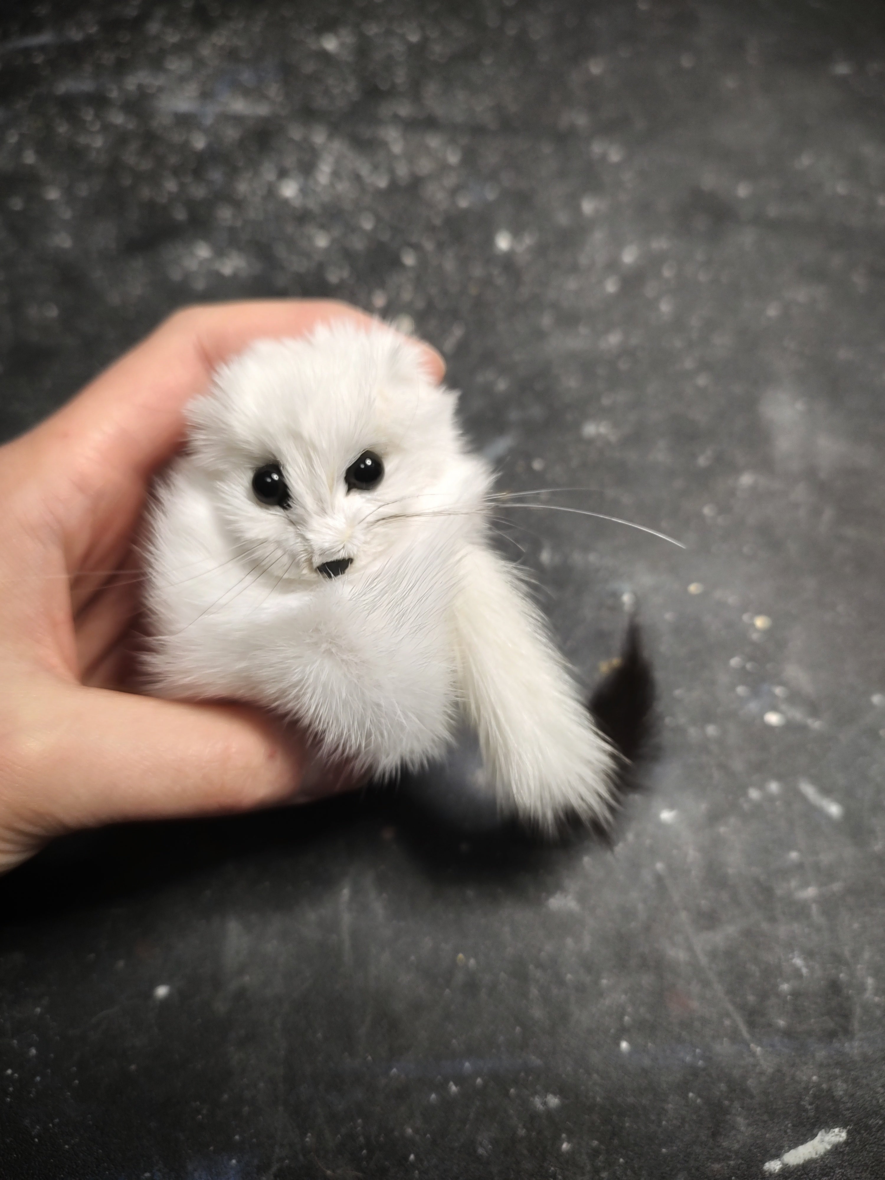 Weasel Slap Bracelet, Sherman the Ermine, White Ermine Slap Bracelet, Taxidermy Oddities Bracelet, Real Fur