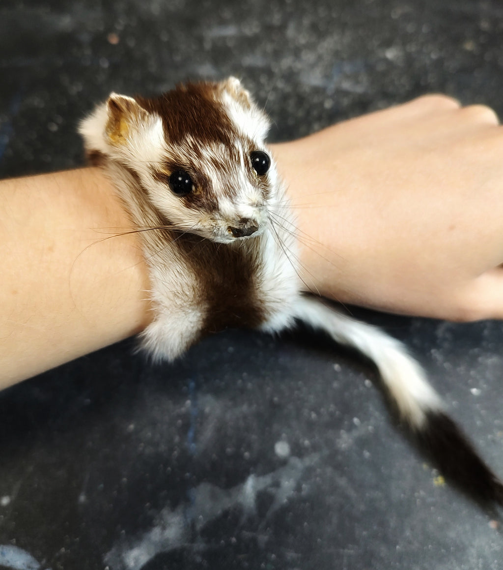 Weasel Slap Bracelet, Sherman the Ermine, White Ermine Slap Bracelet, Taxidermy Oddities Bracelet, Real Fur