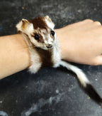 Weasel Slap Bracelet, Sherman the Ermine, White Ermine Slap Bracelet, Taxidermy Oddities Bracelet, Real Fur