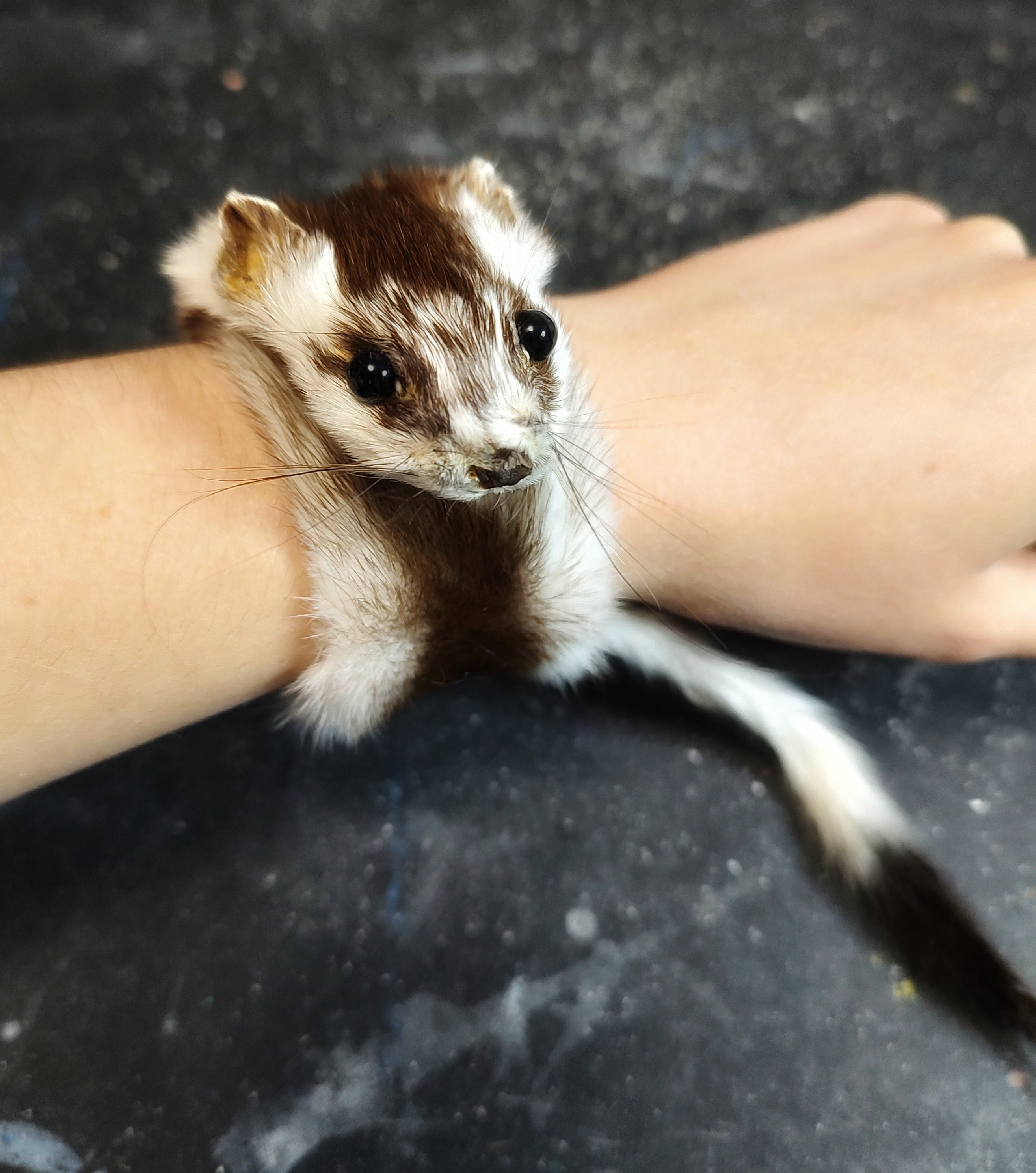 Weasel Slap Bracelet, Sherman the Ermine, White Ermine Slap Bracelet, Taxidermy Oddities Bracelet, Real Fur