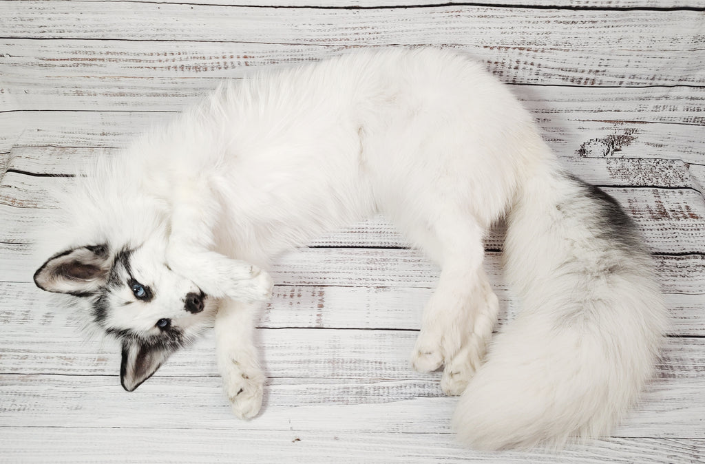 MADE TO ORDER DIY Marble Fox Soft Mount Taxidermy Kit | Ready-to-Mount | Beginner Starter Kit for Soft or Traditional Taxidermy Kit ID #22