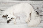 MADE TO ORDER DIY Marble Fox Soft Mount Taxidermy Kit | Ready-to-Mount | Beginner Starter Kit for Soft or Traditional Taxidermy Kit ID #22