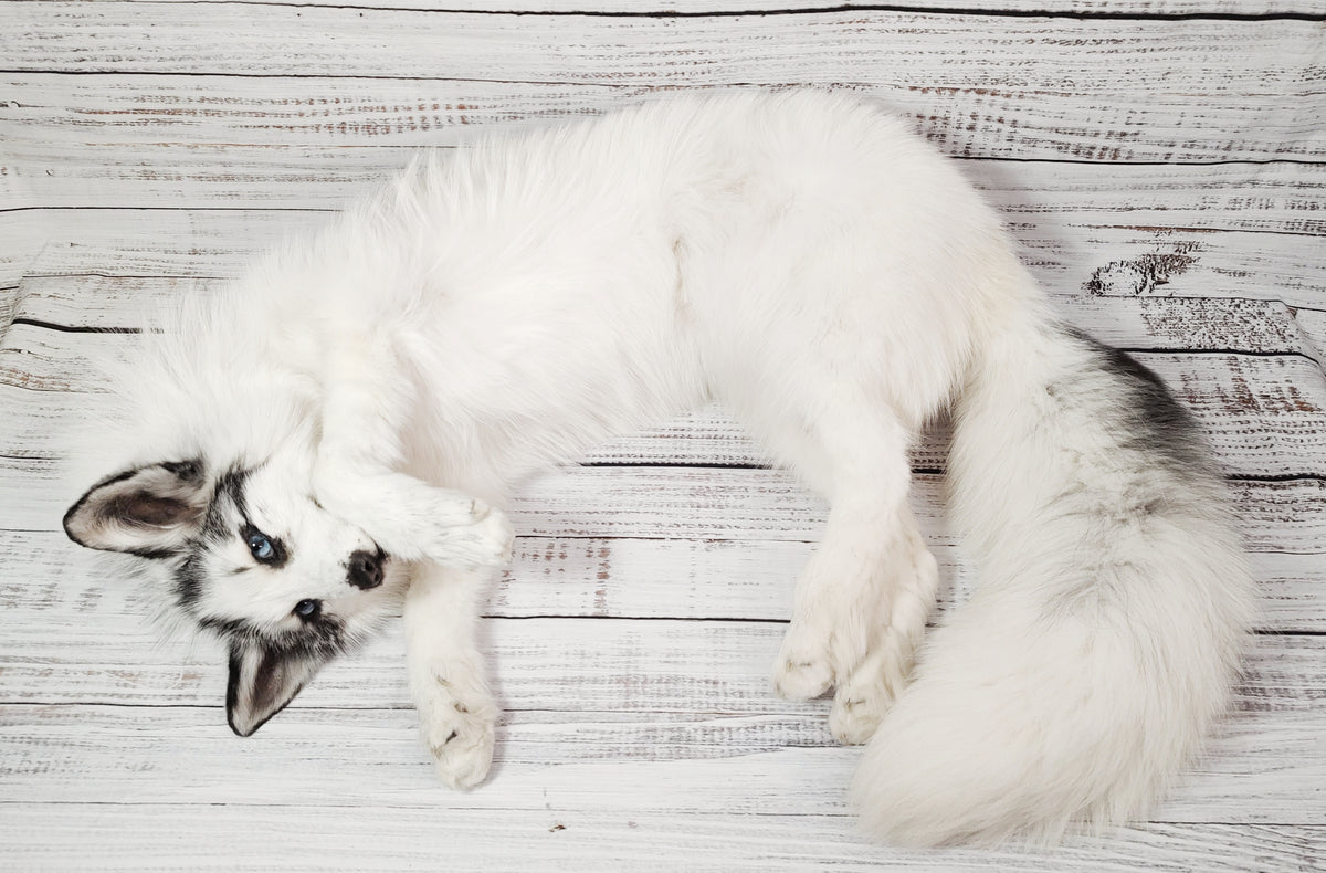 MADE TO ORDER DIY Marble Fox Soft Mount Taxidermy Kit | Ready-to-Mount | Beginner Starter Kit for Soft or Traditional Taxidermy Kit ID #22