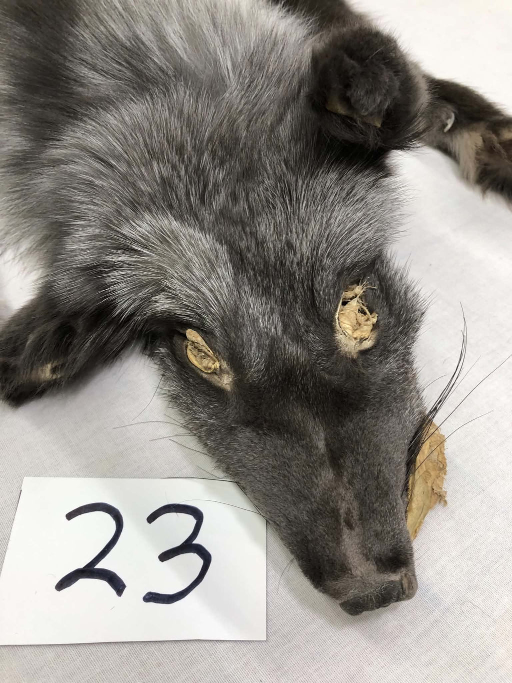 MADE TO ORDER DIY Pearl Fox Soft Mount Taxidermy Kit | Ready-to-Mount | Beginner Starter Kit for Soft or Traditional Taxidermy Kit ID #23