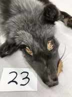 MADE TO ORDER DIY Pearl Fox Soft Mount Taxidermy Kit | Ready-to-Mount | Beginner Starter Kit for Soft or Traditional Taxidermy Kit ID #23