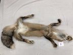 MADE TO ORDER DIY Pearl Gold Fox Soft Mount Taxidermy Kit | Ready-to-Mount | Beginner Starter Kit for Soft or Traditional Taxidermy Kit ID #3