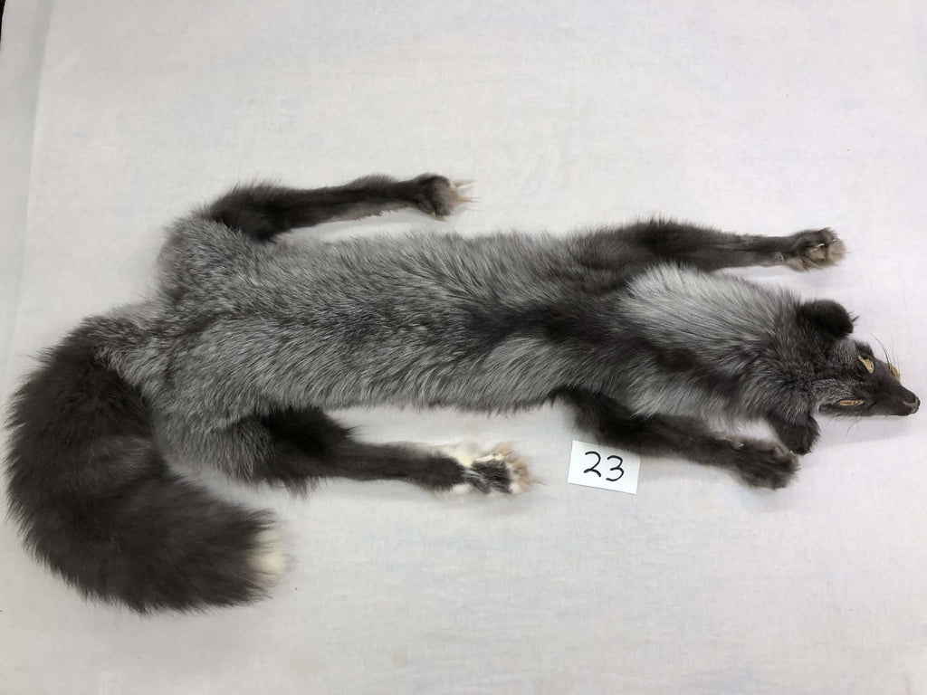 MADE TO ORDER DIY Pearl Fox Soft Mount Taxidermy Kit | Ready-to-Mount | Beginner Starter Kit for Soft or Traditional Taxidermy Kit ID #23