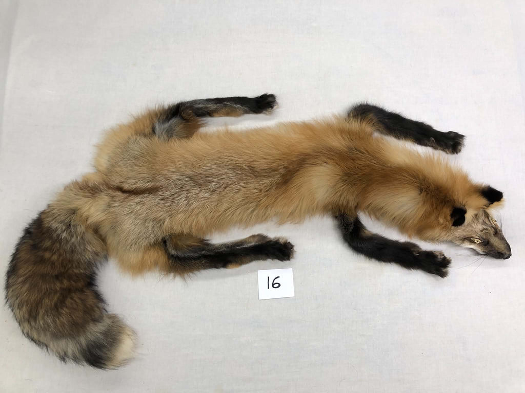 MADE TO ORDER DIY Gold Fox Soft Mount Taxidermy Kit | Ready-to-Mount | Beginner Starter Kit for Soft or Traditional Taxidermy Kit ID #16