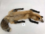MADE TO ORDER DIY Gold Fox Soft Mount Taxidermy Kit | Ready-to-Mount | Beginner Starter Kit for Soft or Traditional Taxidermy Kit ID #16