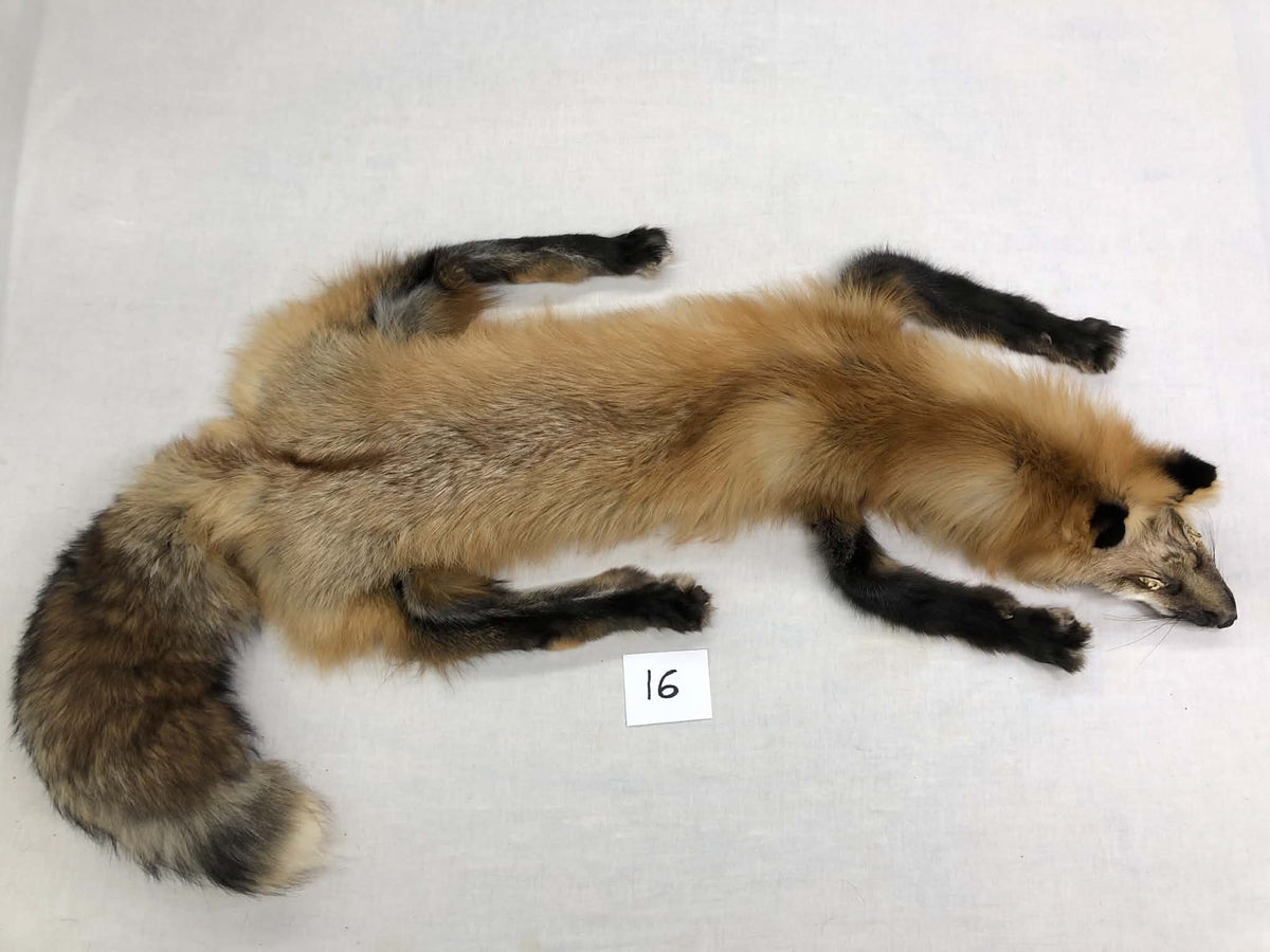 MADE TO ORDER DIY Gold Fox Soft Mount Taxidermy Kit | Ready-to-Mount | Beginner Starter Kit for Soft or Traditional Taxidermy Kit ID #16