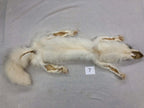 MADE TO ORDER DIY Marble Fox Soft Mount Taxidermy Kit | Ready-to-Mount | Beginner Starter Kit for Soft or Traditional Taxidermy Kit ID #7