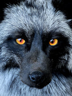 October Orange Fox RF15 - Handmade Glass Taxidermy Eyes