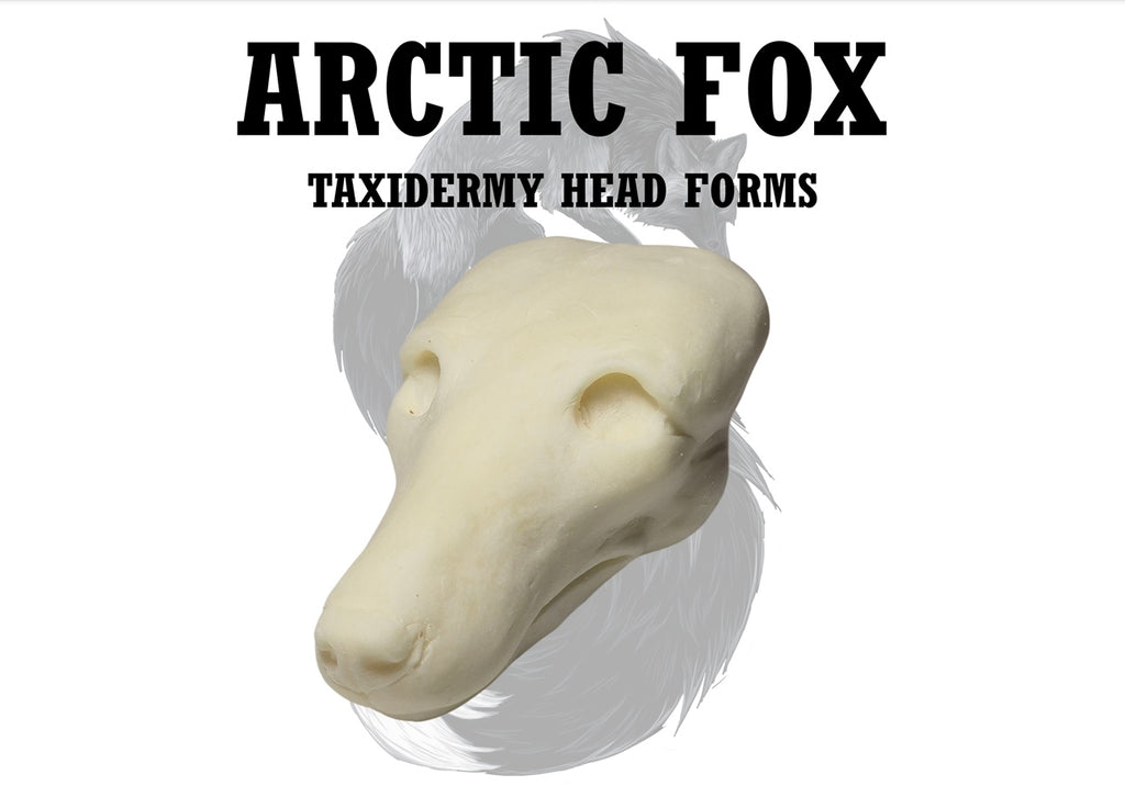 Arctic Fox Taxidermy Head Form – FX-A