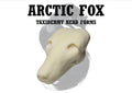 Arctic Fox Taxidermy Head Form – FX-A