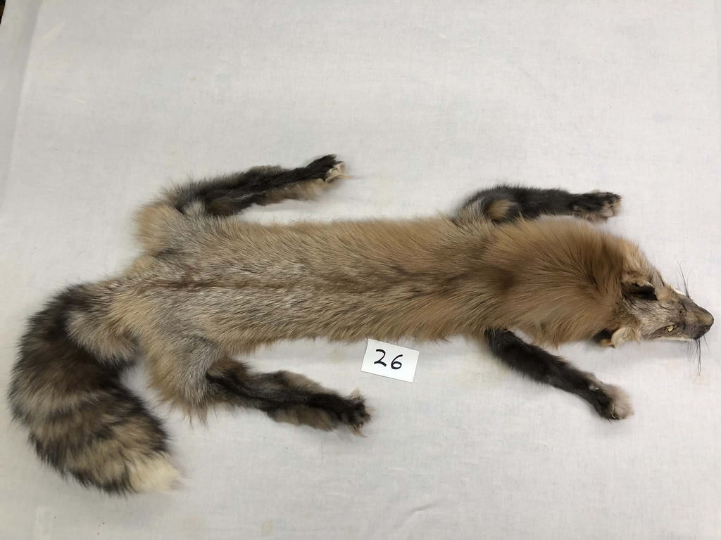 MADE TO ORDER DIY Pearl Gold Fox Soft Mount Taxidermy Kit | Ready-to-Mount | Beginner Starter Kit for Soft or Traditional Taxidermy Kit ID #26