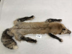 MADE TO ORDER DIY Pearl Gold Fox Soft Mount Taxidermy Kit | Ready-to-Mount | Beginner Starter Kit for Soft or Traditional Taxidermy Kit ID #26