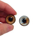 Brown and Blue Dog Heterochromia Eyes HC1 - Handmade Glass Taxidermy Eyes