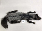 MADE TO ORDER DIY Silver Fox Soft Mount Taxidermy Kit | Ready-to-Mount | Beginner Starter Kit for Soft or Traditional Taxidermy Kit ID #19