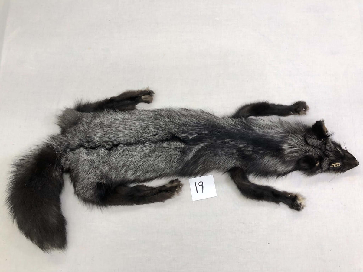 MADE TO ORDER DIY Silver Fox Soft Mount Taxidermy Kit | Ready-to-Mount | Beginner Starter Kit for Soft or Traditional Taxidermy Kit ID #19