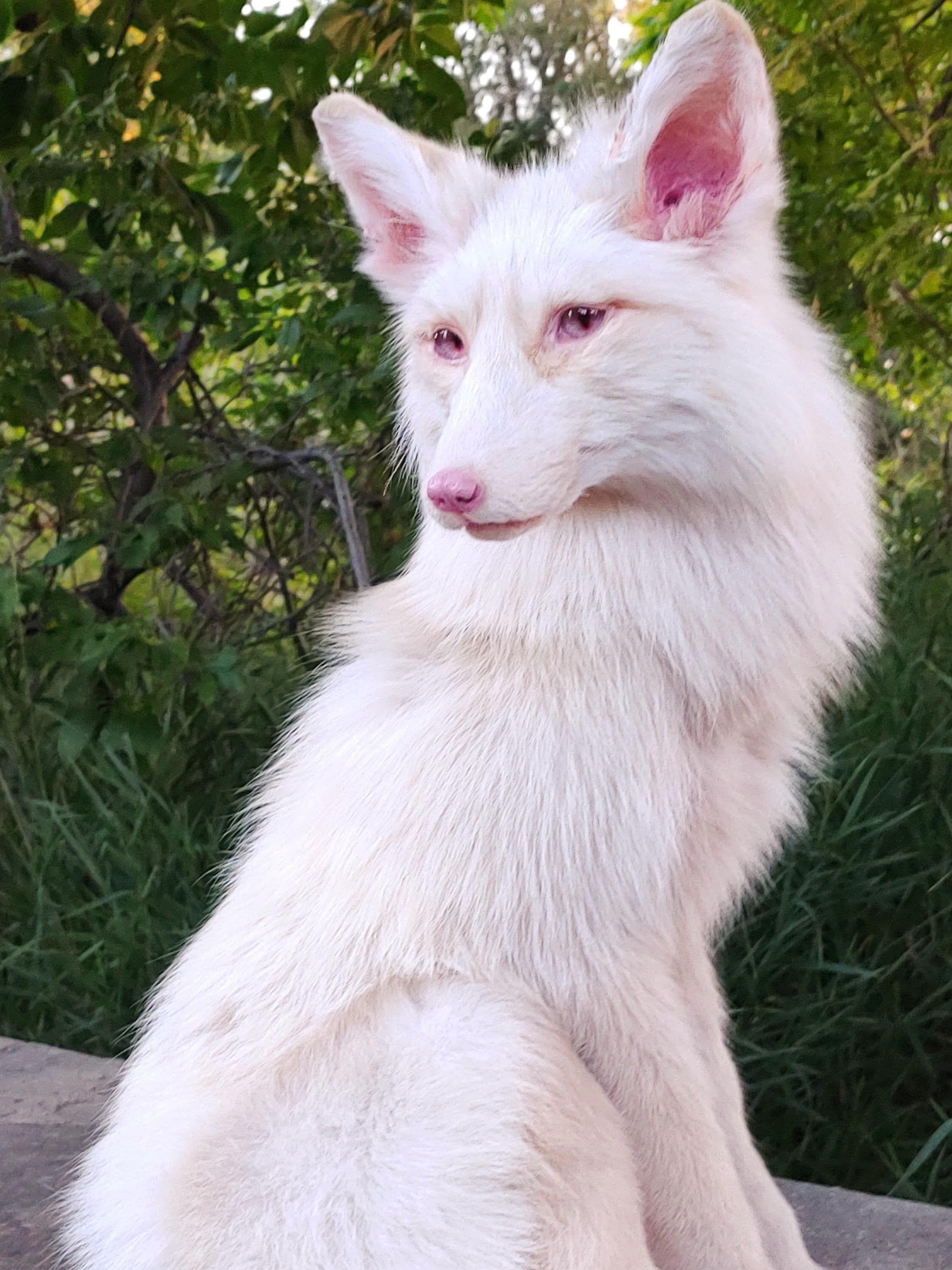 Realistic Albino Fox RF20- Handmade Glass Taxidermy Eyes
