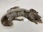 MADE TO ORDER DIY Amber Fox Soft Mount Taxidermy Kit | Ready-to-Mount | Beginner Starter Kit for Soft or Traditional Taxidermy Kit ID #5