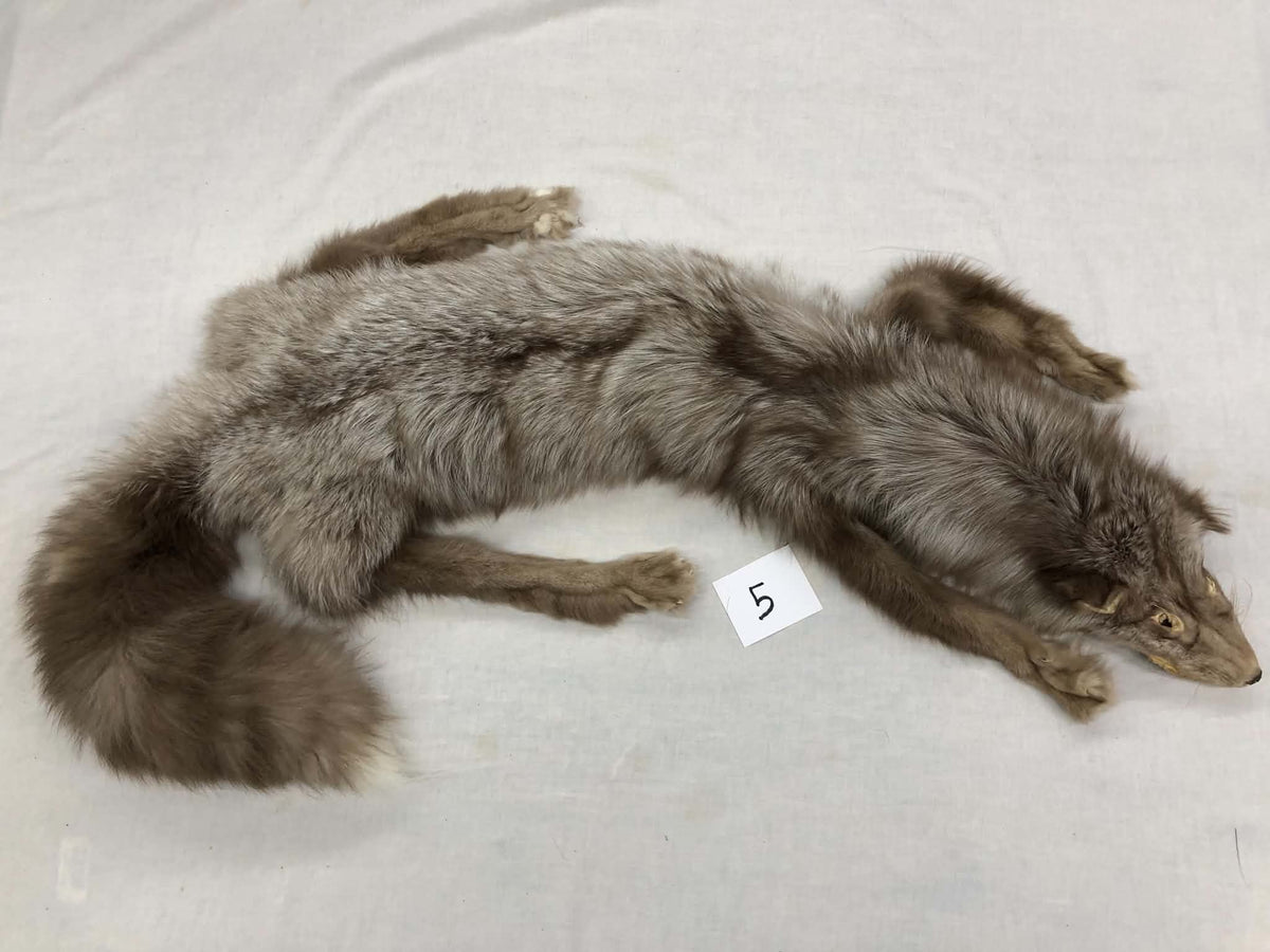 MADE TO ORDER DIY Amber Fox Soft Mount Taxidermy Kit | Ready-to-Mount | Beginner Starter Kit for Soft or Traditional Taxidermy Kit ID #5