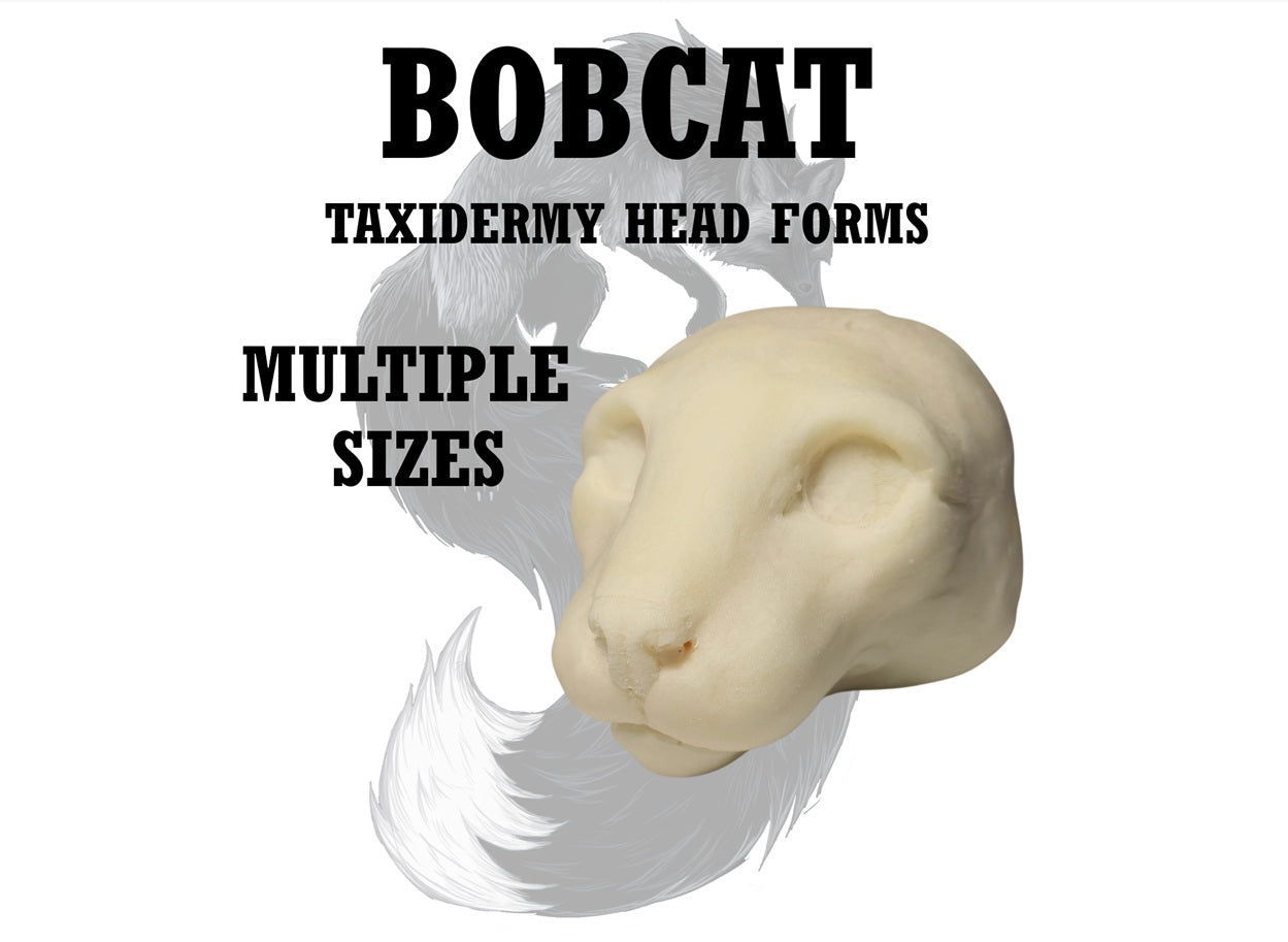 Bobcat & Lynx Taxidermy Head Forms – Multiple Sizes